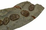 Line of Twelve Trilobites ( Species) - Fezouata Formation #328323-4